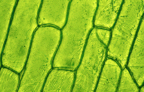 Hesilicio: Discover the Power of Silicon for Healthy Plants
