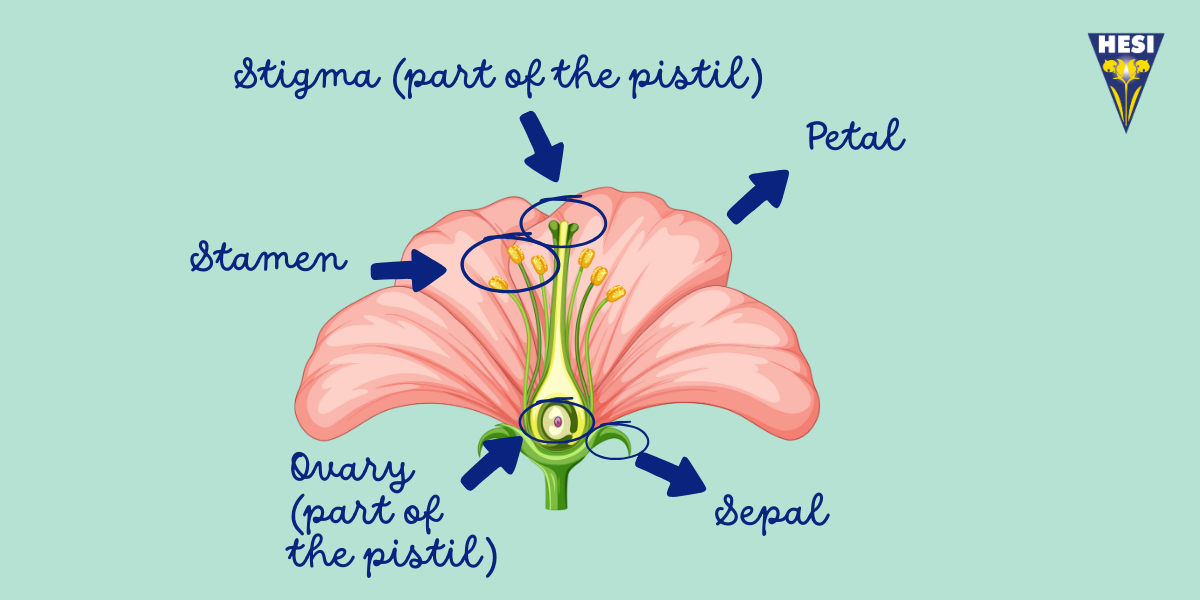 What Happens When a Flower Blooms?