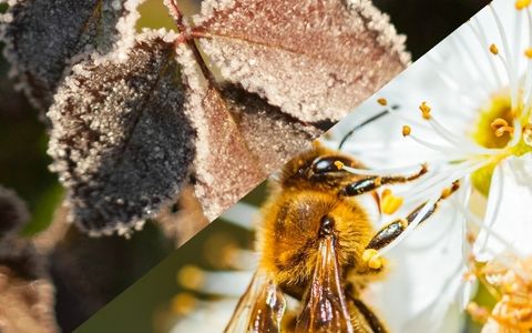 How to create a wildlife winterproof garden