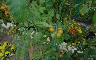 The Power of Companion Planting
