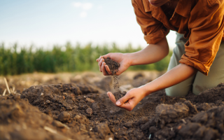Living Soil: The Gardening Revolution