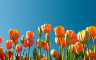 Spring Into Action: Prepping your Plants for a Season of Growth