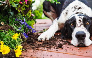 Fertiliser and Pets: yay or nay?