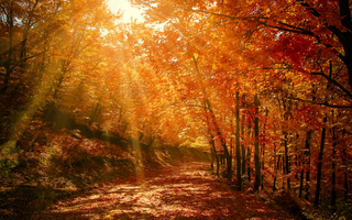 Warum werden die Blätter im Herbst gelb?