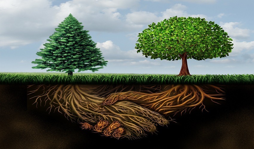 The Wood Wide Underground Web