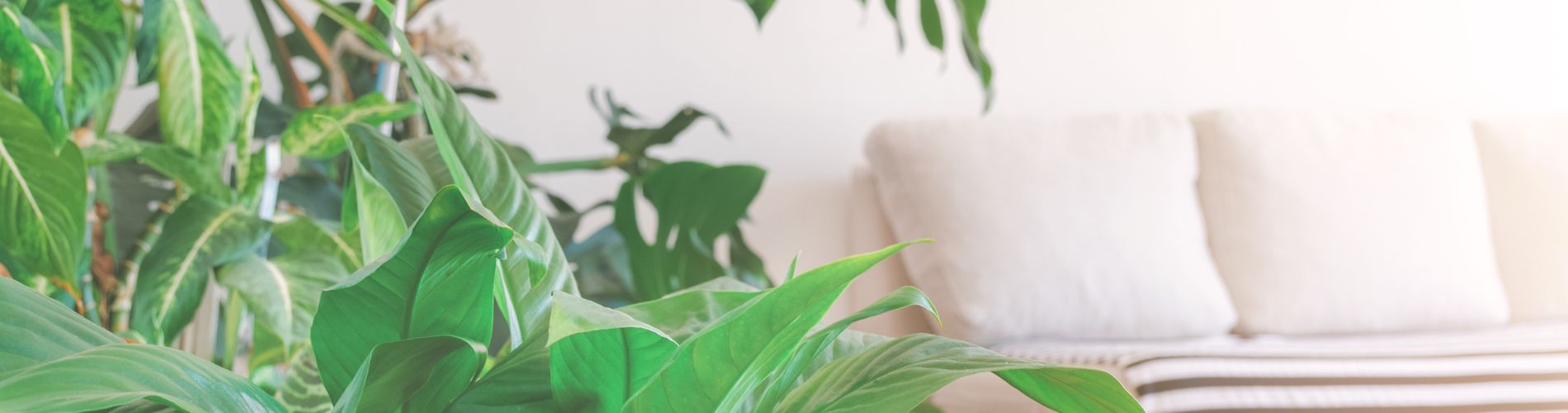 Houseplants for beginners