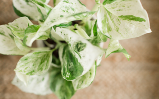 The Secret of Variegated Plants