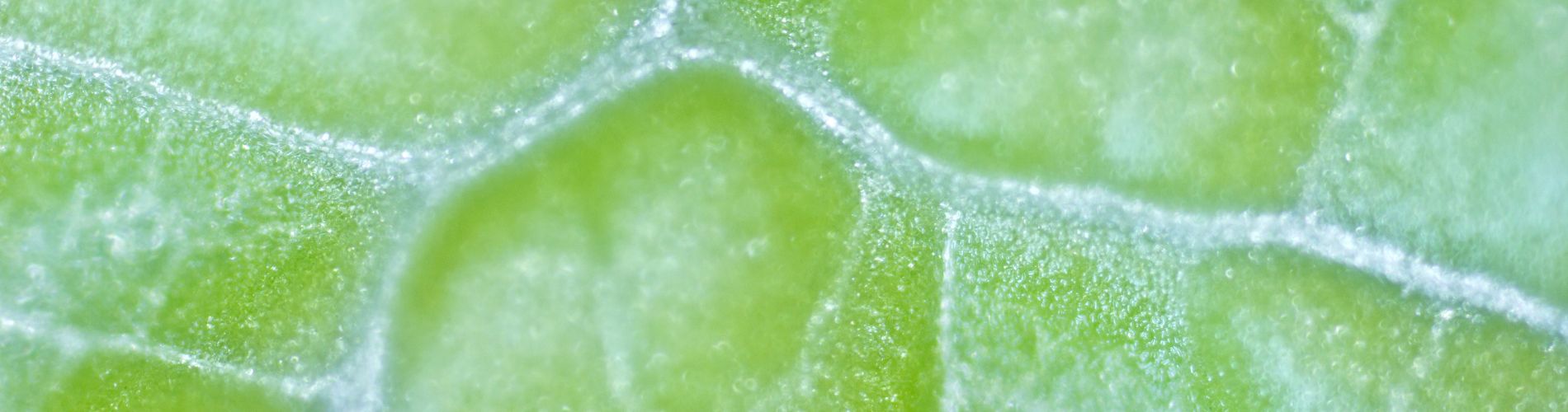 Amino acids & enzymes in plants