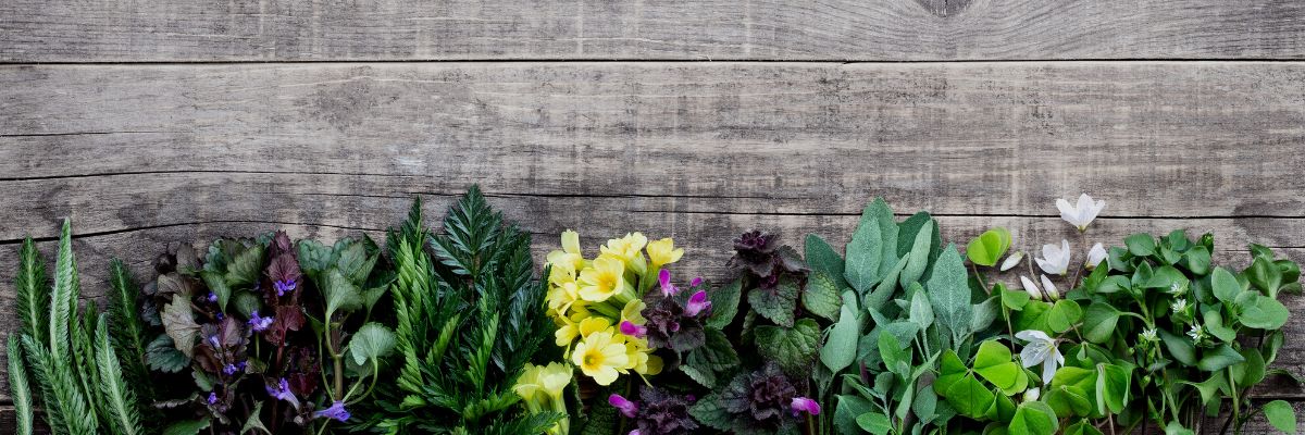 Indoor kitchen garden guide | grow your own edible herbs, veggies & fruits