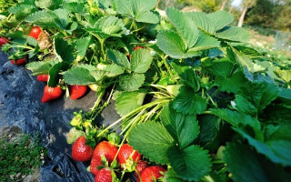 Cultivando fresas desde la semilla hasta la planta