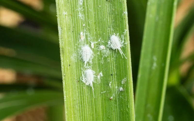 Mealybugs Thumbnail