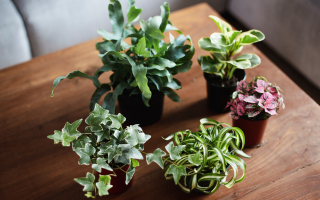 Las mejores plantas de interior para cultivadores expertos