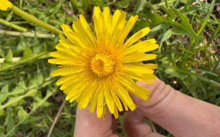Spring: When Green Grass Fields Turn Yellow